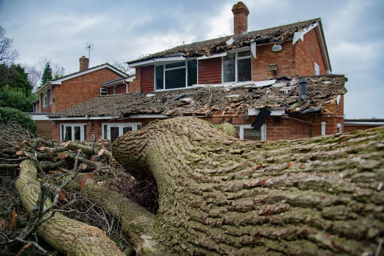 The tree pierced through their roof (PHOTOS: LAURA CARLING PHOTOGRAPHY)