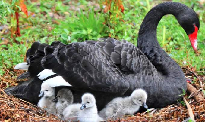 Four tiny grey balls of cute fluffiness provided a welcome boost to the Black Swan population of Dawlish. The population was nearly devastated late last year following an outbreak of bird flu that saw the deaths of several of the town’s signature birds.