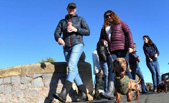 Diminutive dachshunds had their big day out in Teignmouth