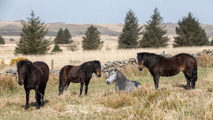 Dartmoor ponies in their natural environment.