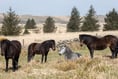 Pony charity's valuable funds stolen