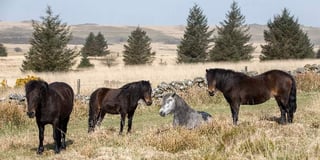 Pony charity's valuable funds stolen