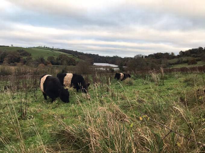 Belted Galloway cows helping rewilding on The Sharpham Estate