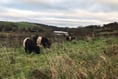 Animals helping to rewild riverside estate