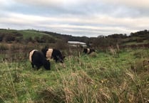 Animals helping to rewild riverside estate