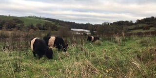 Animals helping to rewild riverside estate