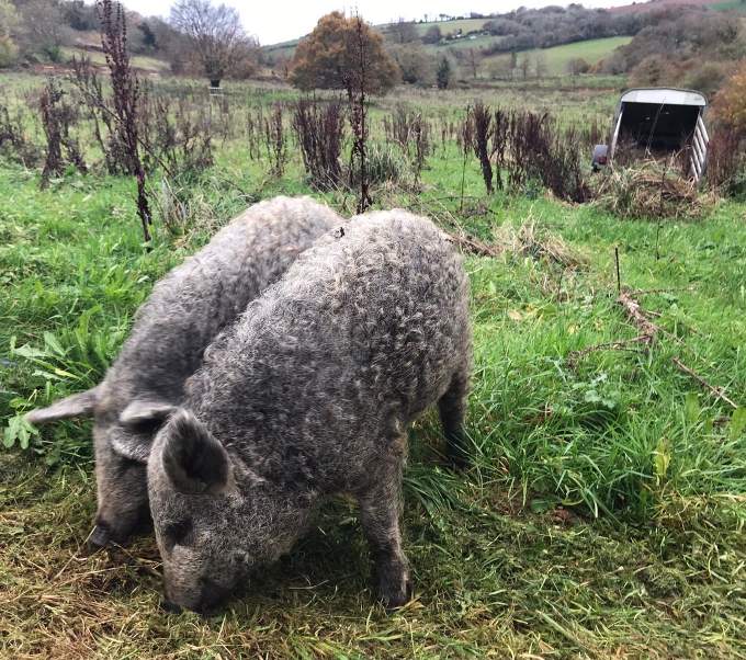 Mangalitsa pigs