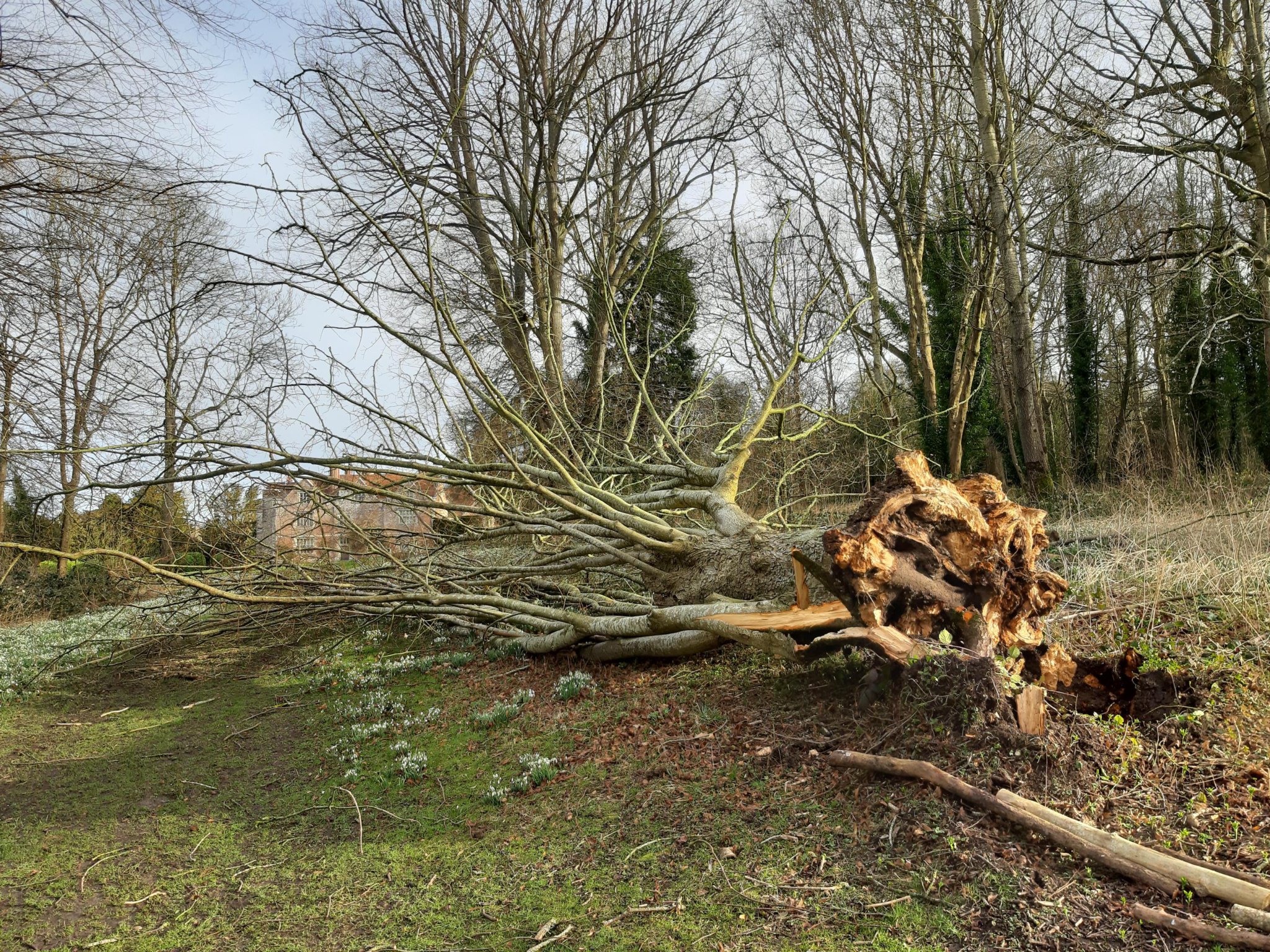 Beech tree on Chawton House’s Lime Avenue (PHOTO: CHAWTON HOUSE)