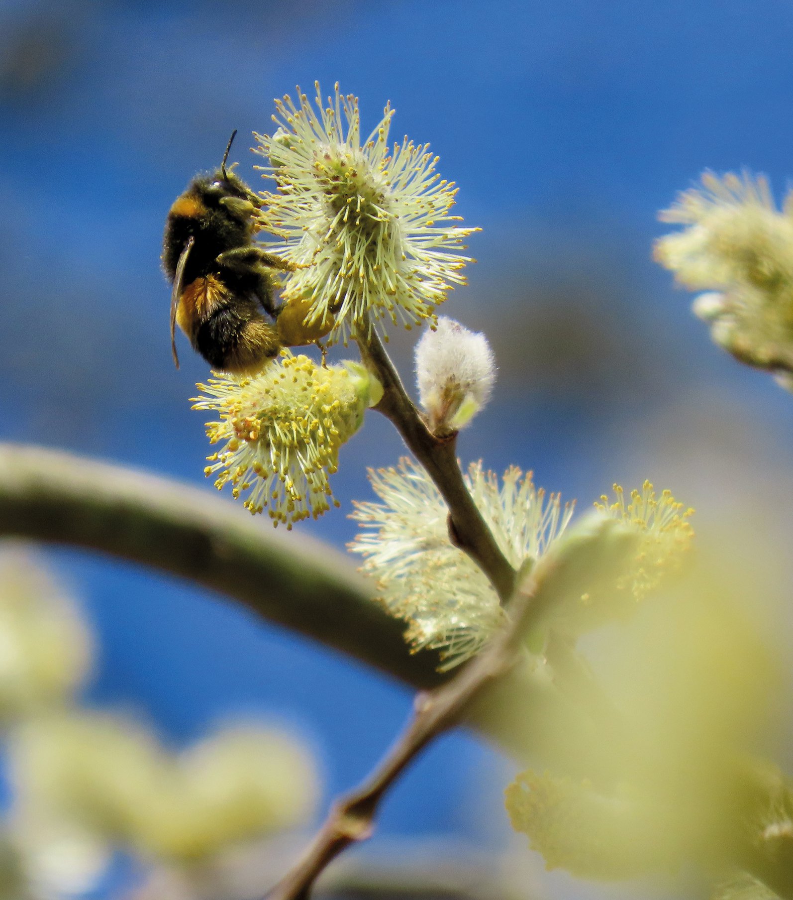 This photo of a bee has been included in Jane Puttock’s new book