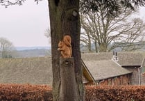 Gostrey Meadow and West Street cemetery tree stumps to be carved