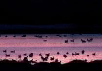 Control alien species to preserve island's ecology
