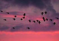 Concern grows over greylag geese numbers