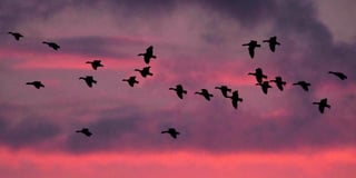 Concern grows over greylag geese numbers