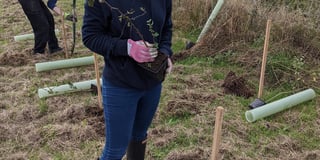 Law firm staff plant trees