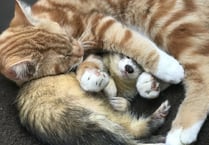 Stinker the award-winning ferret was loved by his many fans