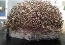 Hedgehog that ‘ballooned’ to twice its size is saved by Bude vet
