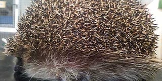 Hedgehog that ‘ballooned’ to twice its size is saved by Bude vet