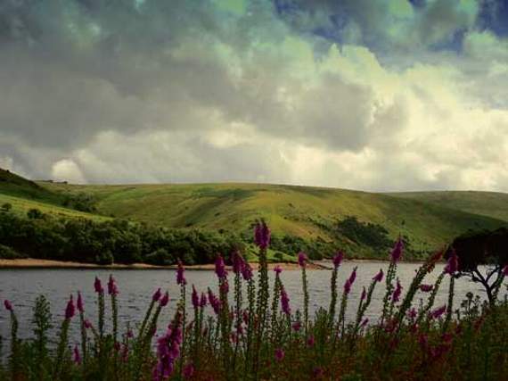 Meldon Through the Foxgloves’ by Jacqui Spiers