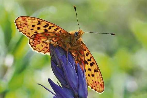 Pearl-bordered Fritillary butterfly — Jenny will be training people how to spot these beautiful butterflies in Devon. Picture: Bob Eade