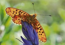 Butterfly work wins award for conservationist