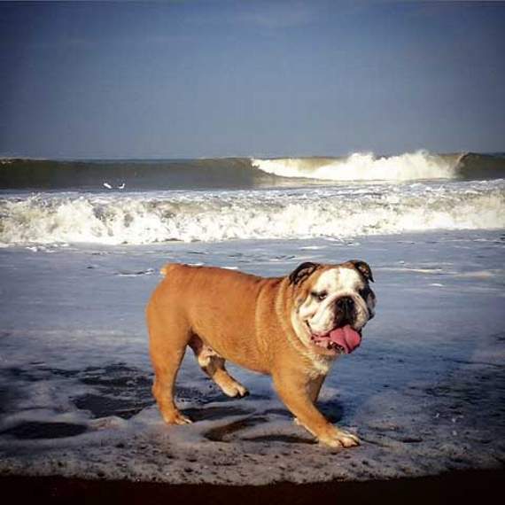 Deejay the English Bulldog is popular on Instagram with over 3000 followers.