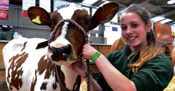 Fourteen-year-old Abi Marshall of Bridestowe, is off to Toronto in November, with her friends Becky Walters and Emily Davis, after winning a two day ‘National Young Show Stars’ competition at Three Counties Showground in Malvern, Worcester, earlier in the year. She is seen here with Greenway Matchmaker Tamsin from Autumn Gold Guernseys. Picture: Peter Glaser