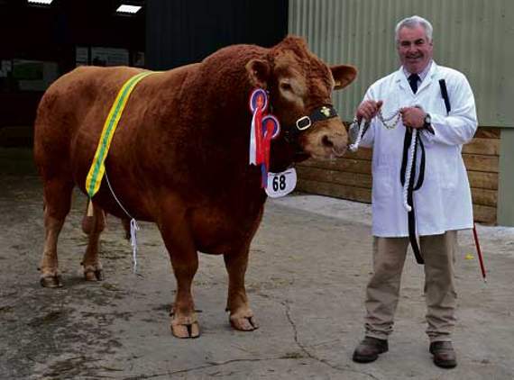 Winning South Devon Breed Champion, Benjamin, with his owner Mark Thomas from Treguddick Farm, South Petherwin. Picture: Peter Glaser