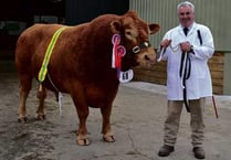 Walters family of North Hill pick up champion Ayrshire prize at Royal Cornwall Show