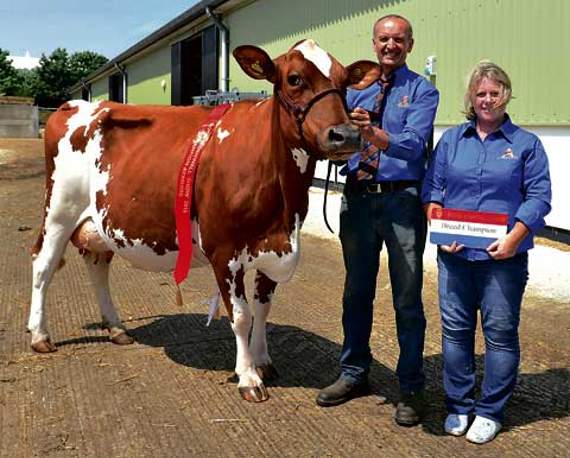 Winning breed champion Ayrshire, Arthur Walters and his wife Debbie from A R and D L Walters and Family, North Hill, with West Berriow Modem Rosehip. Picture: Peter Glaser