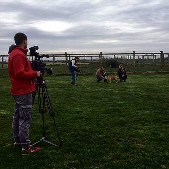On set and posing for the camera, Deejay the English Bulldog will make his appearance on Russian TV