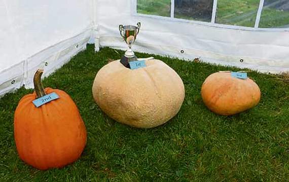 The entries for last year’s heaviest pumpkin competition.