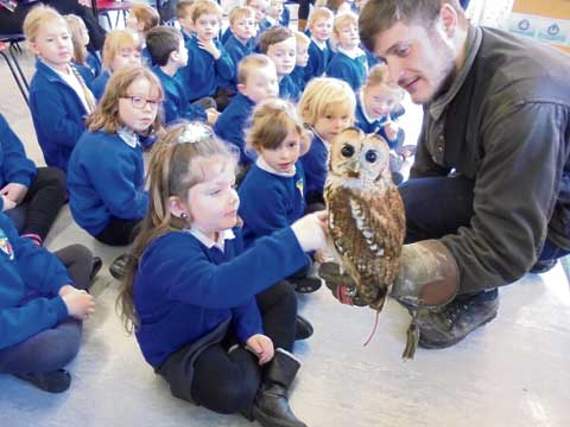 Alinore the barn owl is pictured receiving some undivided attention.