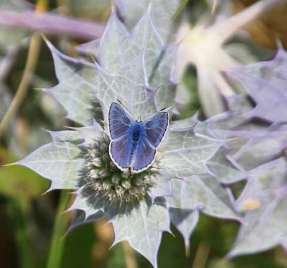 Common blue on sea holly.
