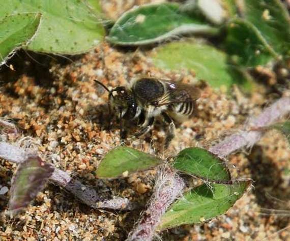 Silvery leaf-cutter bee. Pictures: Alan Rowland