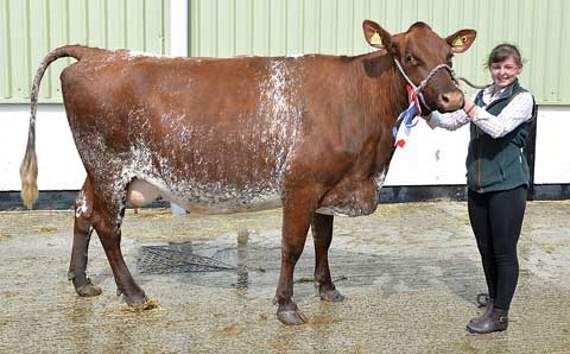 Amy Osborne from Jacobstow with her Breed Champion Dairy Shorthorn, Rodway Butterbur 57th. Picture: Peter Glaser