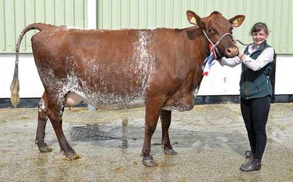 Amy Osborne from Jacobstow with her Breed Champion Dairy Shorthorn, Rodway Butterbur 57th. Picture: Peter Glaser
