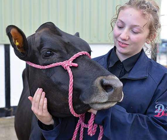 Zoe Walters from West Berriow Farm, North Hill near Launceston, with Lily, a two and a half year old Jersey which won the maiden heifer class.