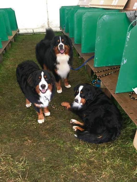 Best bernese sales