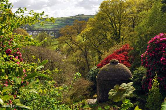 Cotehele gardens.
