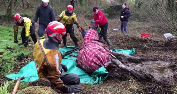 A heavy duty telehandler, two fire crew from Hatherleigh and Chulmleigh, the Special Rescue Unit from Barnstaple and a Penbode vet banded together to save Chancellor the Clydesdale horse who had become stuck in a slurry pit. Picture: Charly Doran