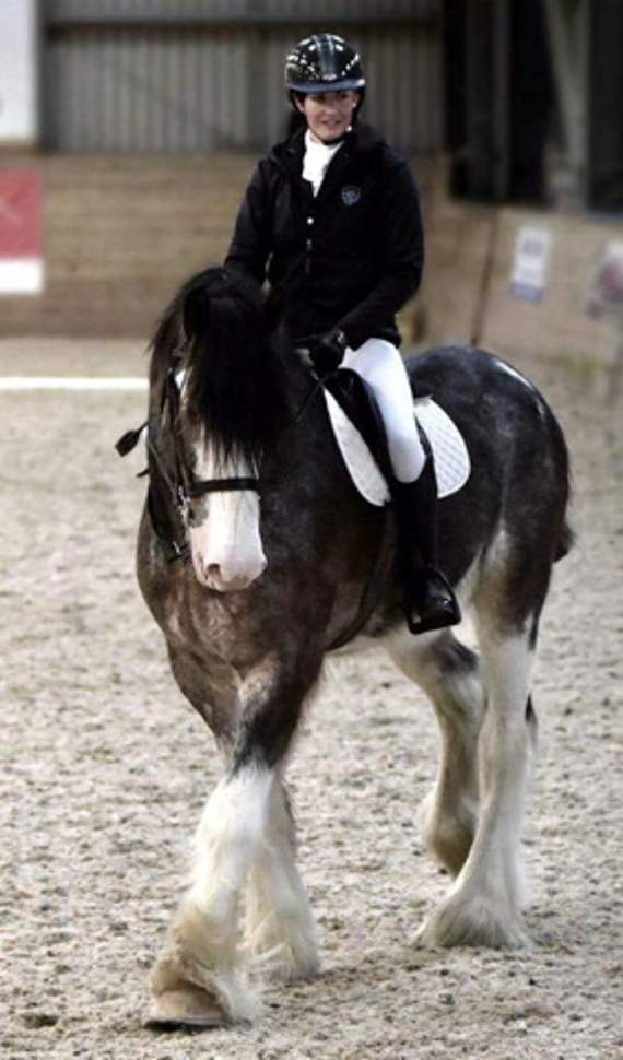 Chancellor, despite his size, is a calm horse, mainly used by owner Charly Doran for dressage.