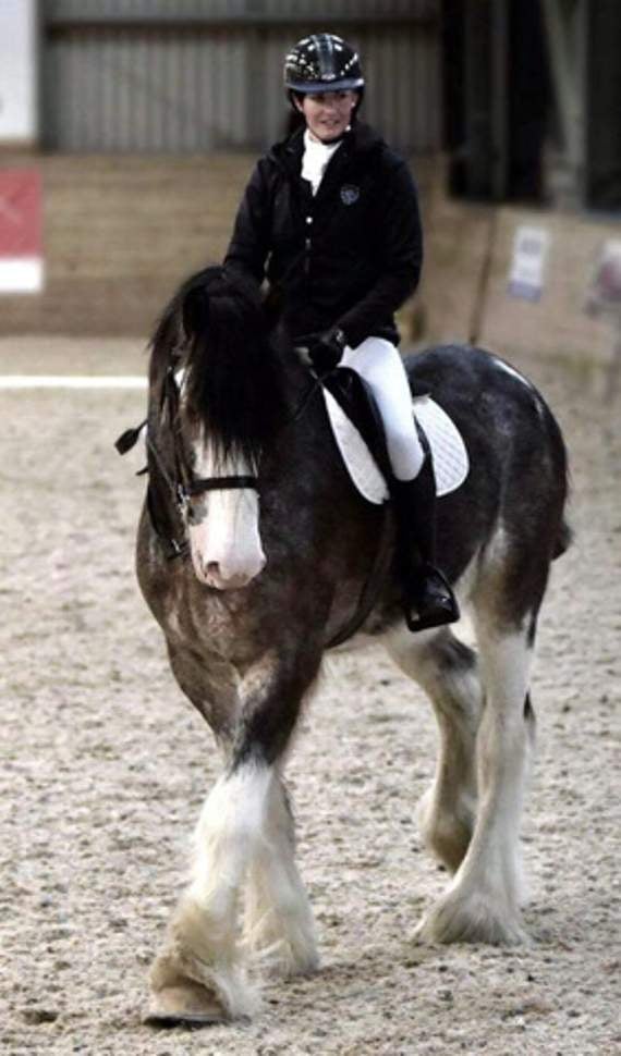 Chancellor, despite his size, is a calm horse, mainly used by owner Charly Doran for dressage.