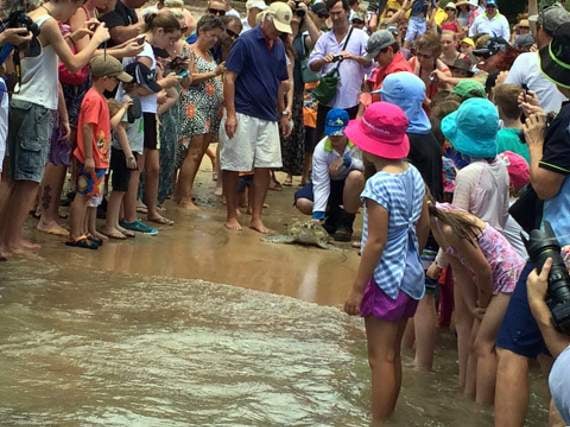 A turtle release.