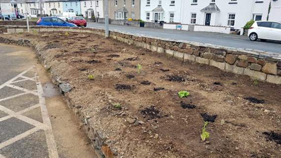 The group was busy planting their ‘Incredible Edibles’ bed at the Crescent car park recently.