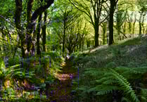 Discover Blisland's bluebells on this iWalk Cornwall route