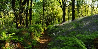 Discover Blisland's bluebells on this iWalk Cornwall route