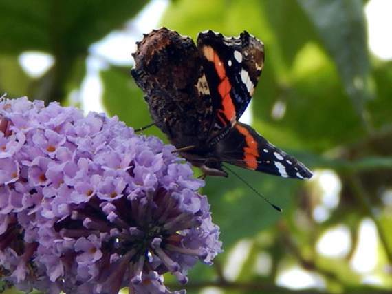 Our winner of the month — ‘Sweet nectar’ by Neve Morris from Camelford.