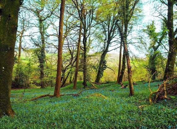 Grace Foulds, originally from Polyphant, was the first to be recognised for her photo of this beautiful public footpath near Trewen.