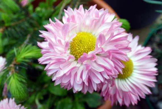 Taken in Paula Stagg’s garden at Kennards House, is ‘Pink daisies in the garden’.