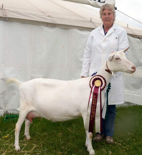 Sharon Owen of Altarnun won reserve champion and best in show with her British Saanen dairy goat.